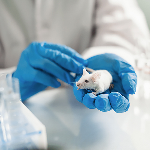 The Revolutionary Application of Mice Colonoscopes in Preclinical Research: Precision Driving Drug Evaluation And Disease Model Validation