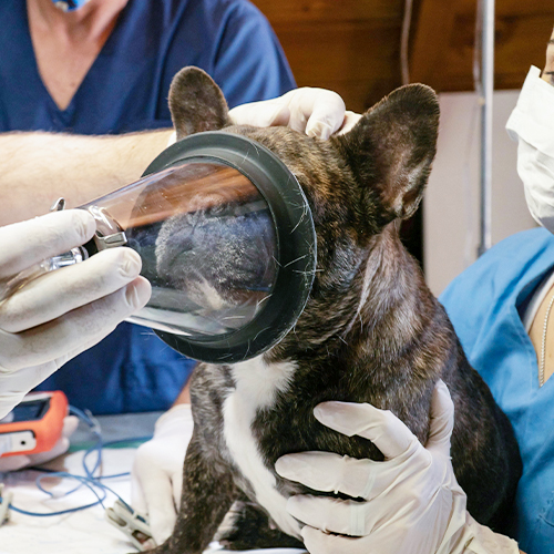 What Are the Steps for Preparing Your Dog for Anesthesia?