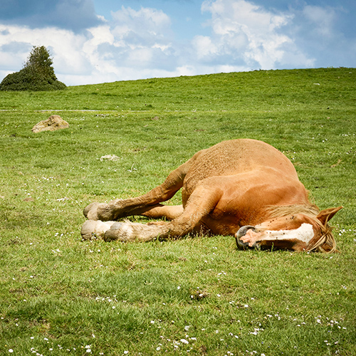 How to Perform Anesthesia and Precautions During Surgery on Large Animals Like Horses