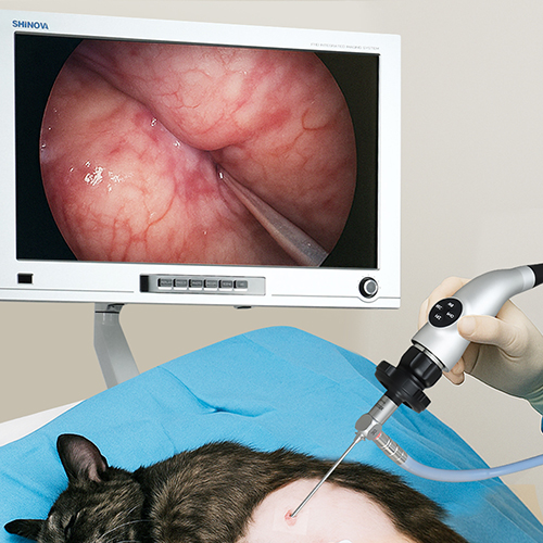 The Role of Veterinary Endoscopes in Modern Pet Healthcare