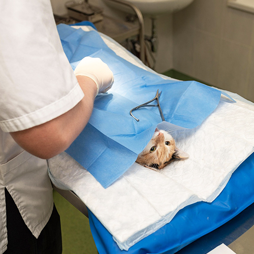 Why Is Veterinary Laparoscope Important in Animal Healthcare?