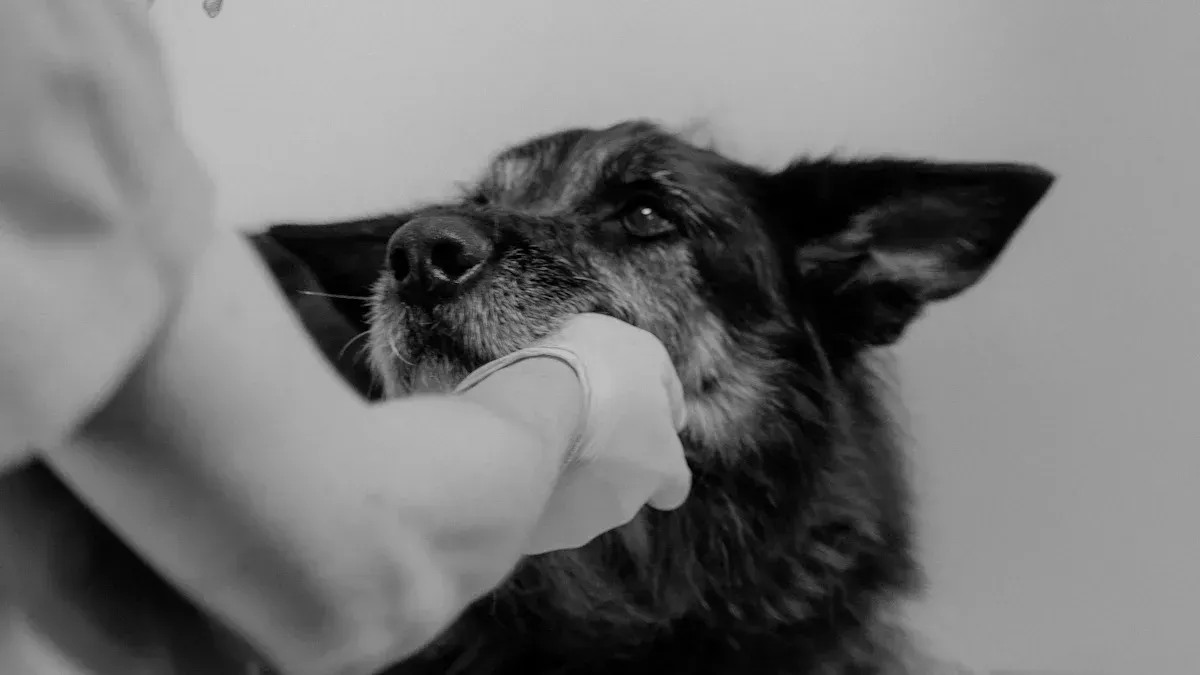 Veterinary Oxygen Cages in Cardio-Pulmonary Recovery Pathways