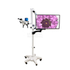 Veterinary Operating Microscope 