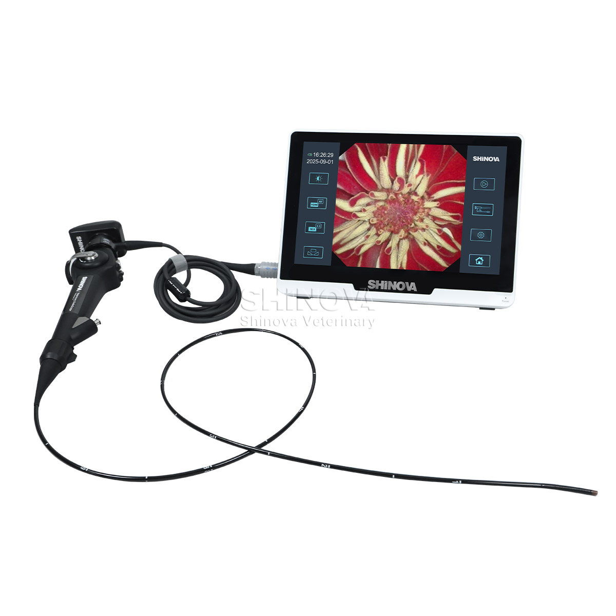 Veterinary Bronchoscope（3.8mm）