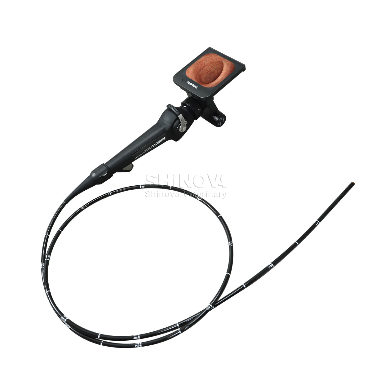 Handheld High-definition Video Endoscope for Equine Bronchoscopy