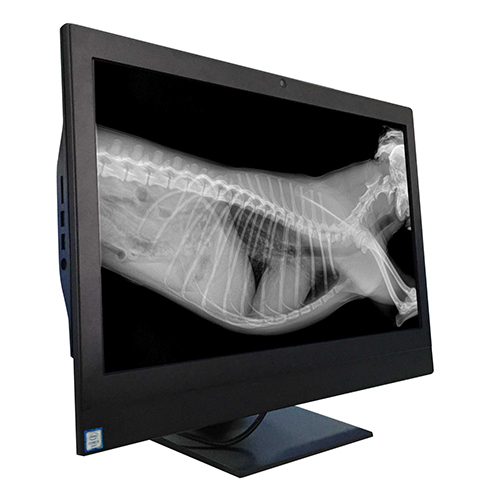 X-ray.jpg