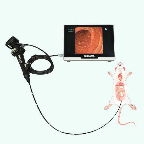 The Importance of Mice Colonoscopy in Medical Research