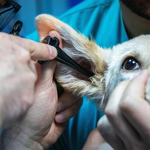 How To Choose The Right Veterinary Endoscope