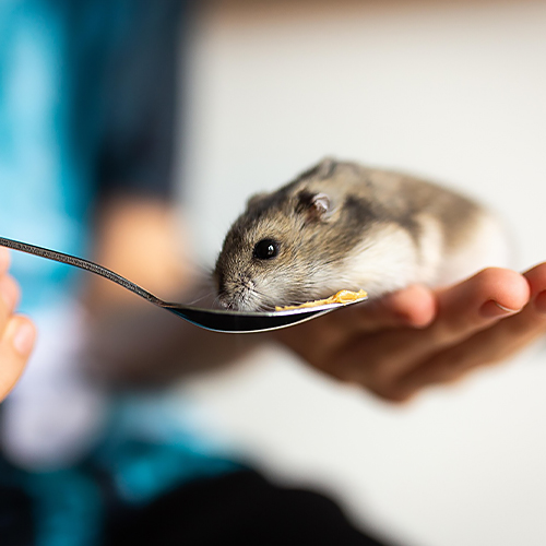 How Mice Colonoscopes Are Used in Digestive Disease Research